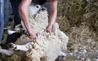 The �������� Guardian Podcast: A ripping yarn - The future fortunes of the British wool industry