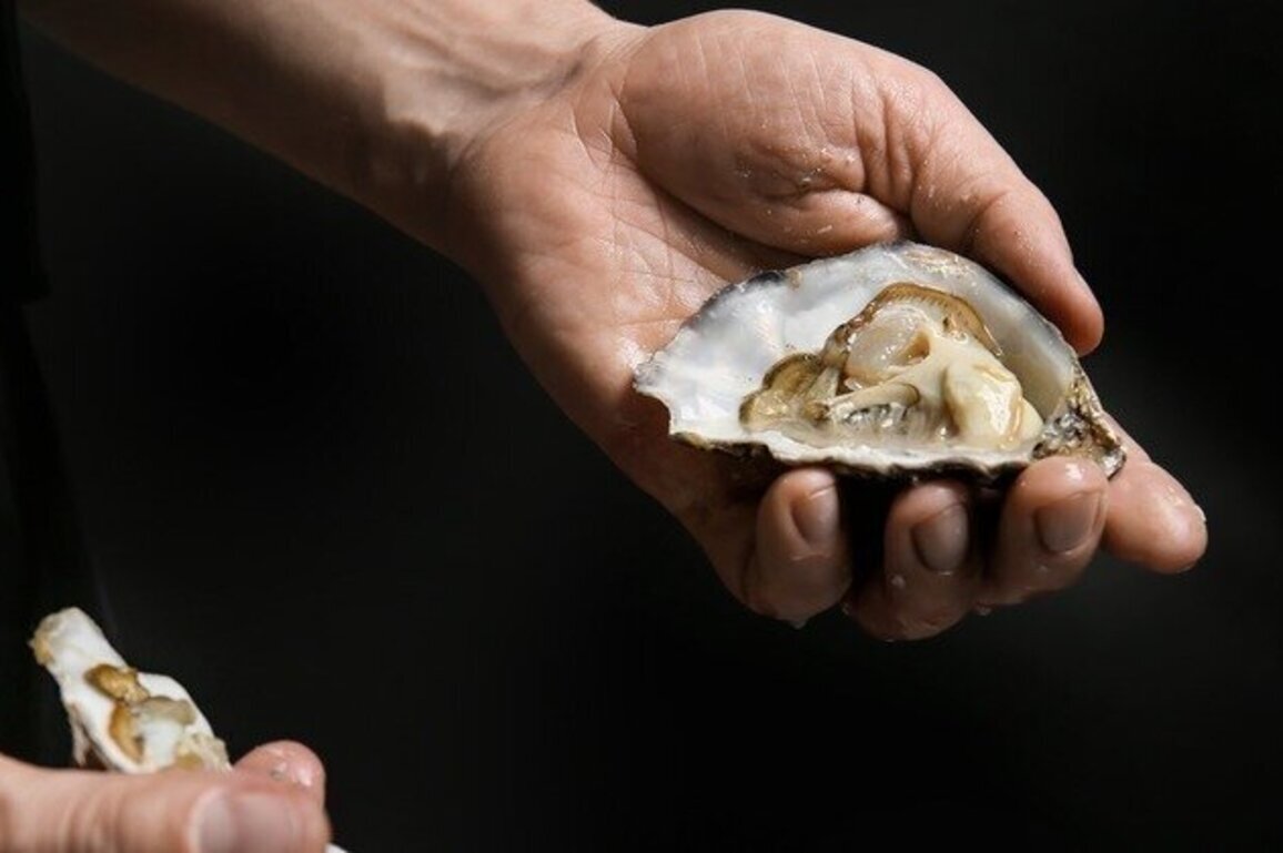 Should oyster harvesting leave the wild? One oysterman says yes 