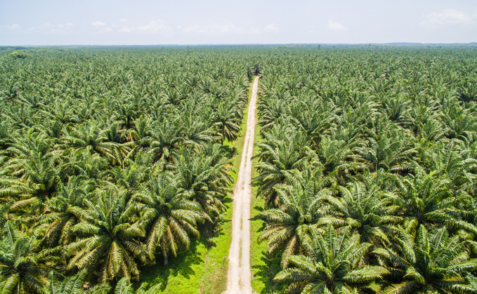 How collaboration is shaping the future of palm oil