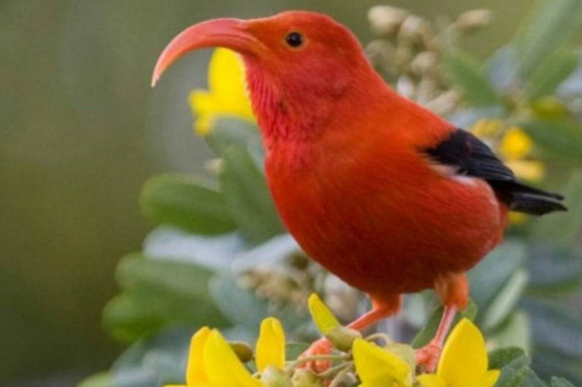 State wins victory in battle to save endangered native birds from scourge of avian malaria