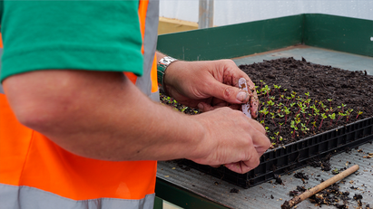 BSW joins forces with Forests With Impact