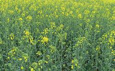 OSR and cereals planting hits 20-year low