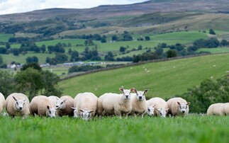 Sheep slaughter figures down