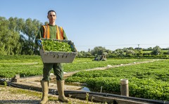 Young Farmer Focus - George Mathews: "Overseeing the day-to-day operations of a watercress farm is a truly rewarding job"