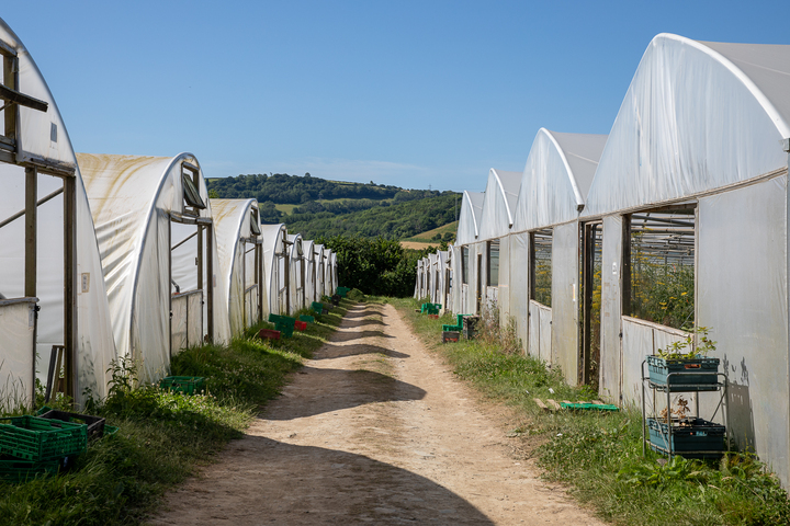 The polytunnels at Riverford Farm in Devon Credit: Riverford