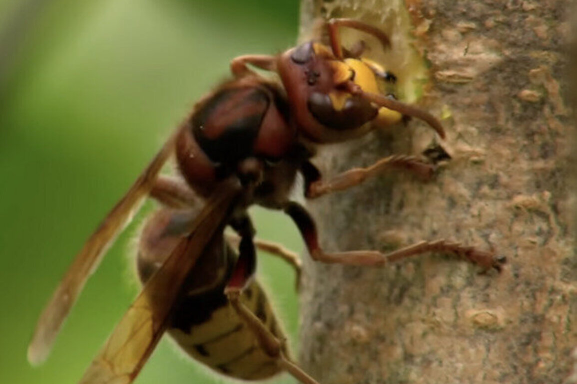 Silent night: A Christmas without insects means they are disappearing