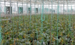 Hydroponic farming offers a golden ticket