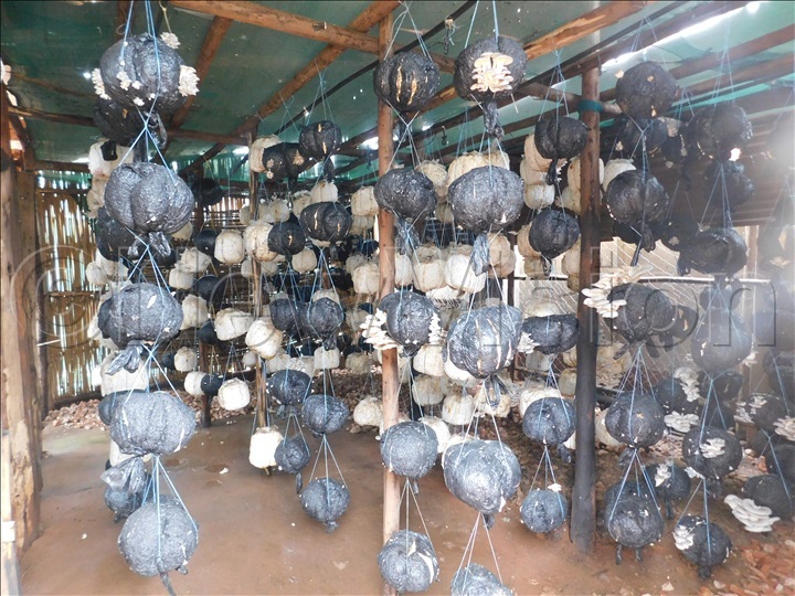 You can grow mushrooms at home so that you enjoy the benefits that come with consuming them. Photo by Stella Naigino