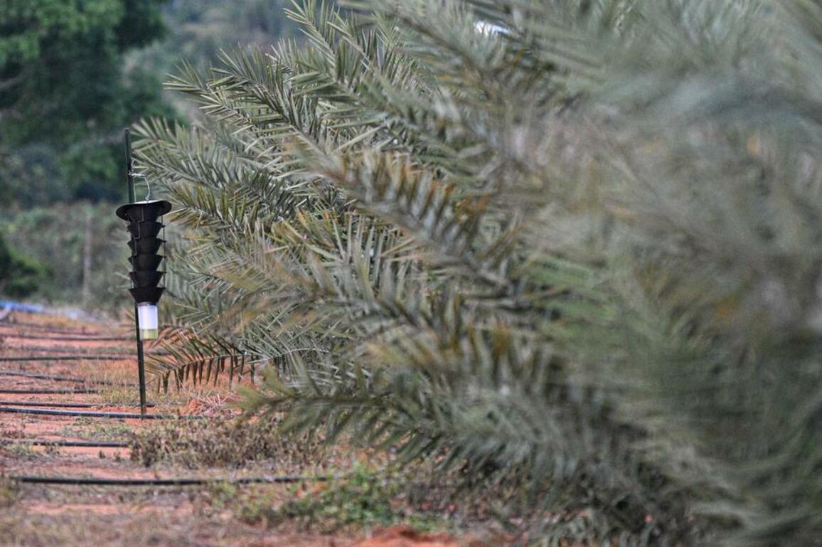 HainanOutlook | Date palm seedlings from UAE bear young fruits in S China's Hainan Province