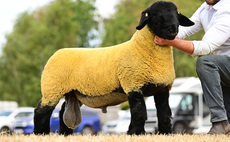 Sales round up: Breed records, Suffolk sales, young handlers, online sheep sales