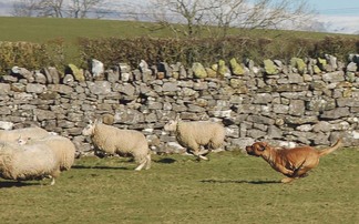 Sheep flock killed and injured during livestock worrying attack