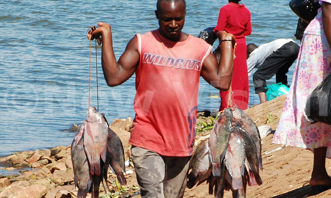What Uganda can be: The fisheries industry What Uganda can be: The fisheries industry