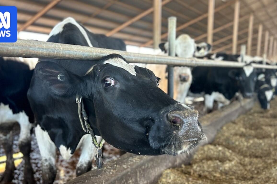 $3m lifeline for dairy farmers out of pocket after Beston Global Food collapse