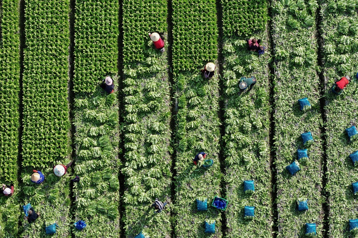 #CHINA-FARMING-WORK (CN)