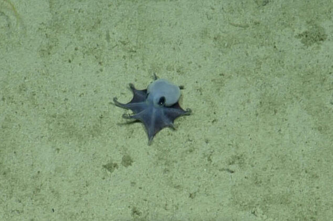 'He's tiny! It's blue!': Scientists find new deep-sea octopus