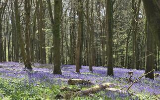 Screwfix partners with Woodland Trust to restore ancient woodland in Dorset