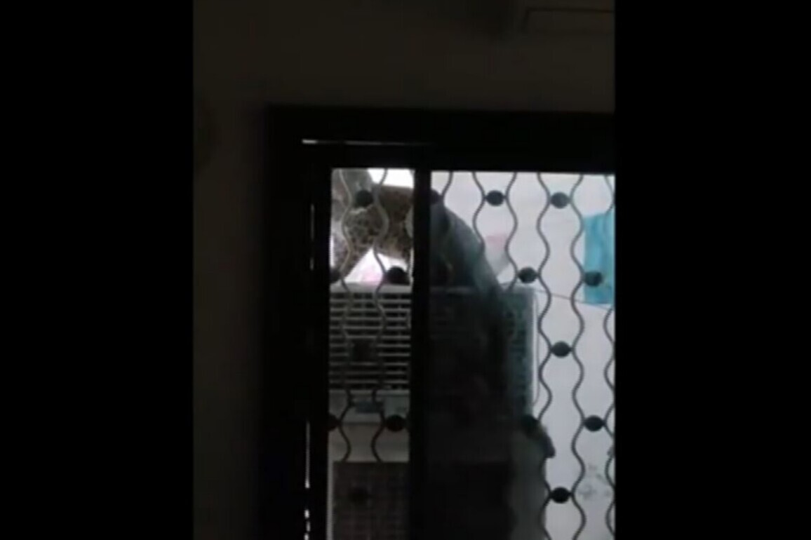 Leopard strays into residential area in Maharashtra's Amravati; safely rescued after joint rescue operation