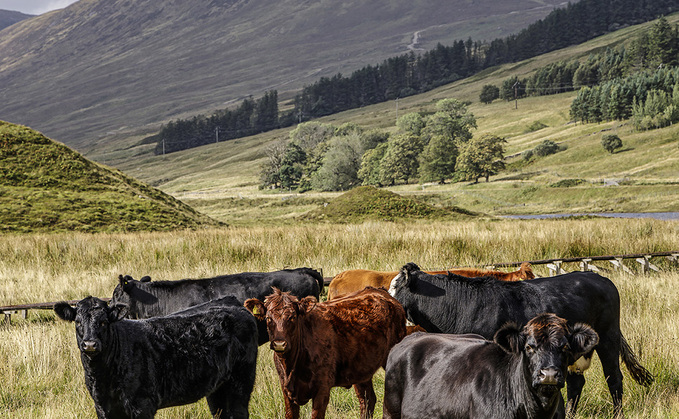 Plans are in place to end 'overgrazing' in Scotland
