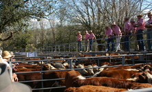 A red meat delegation from WA heads to the UK with the hope of unlocking trade opportunities for beef and sheep. Photo: Pamela Lawson.