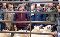 Sennybridge Brecknock Hill Cheviot sale tops at 10,000gns