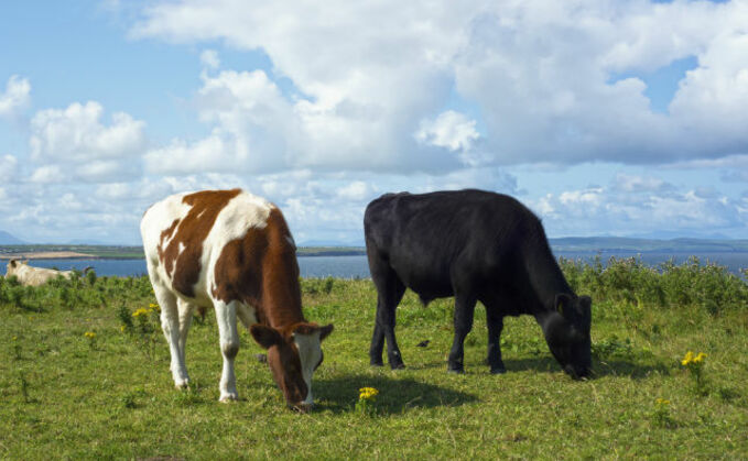 Small abbattoirs that can handle native breeds can keep things profitable.