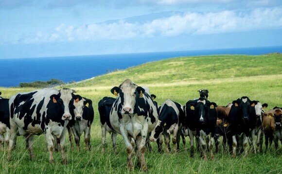 Hawaii's last dairy farm aims to revive local milk production