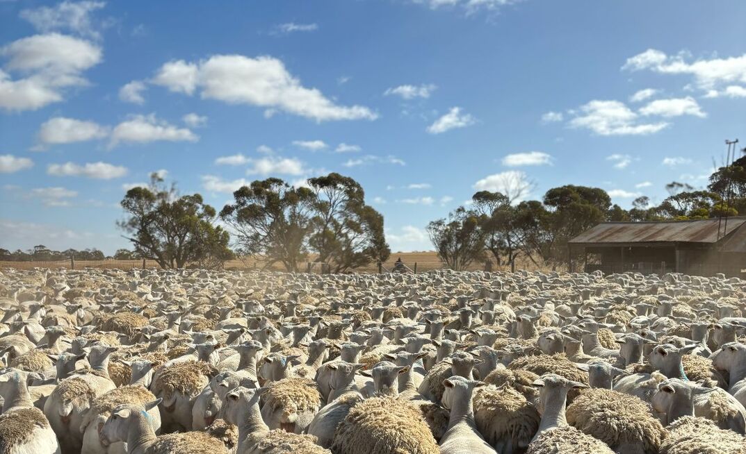The reproductive performance of shedding sheep is the focus of a five-year project.