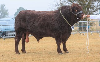 Salers bull claims beef supreme at Bucks County