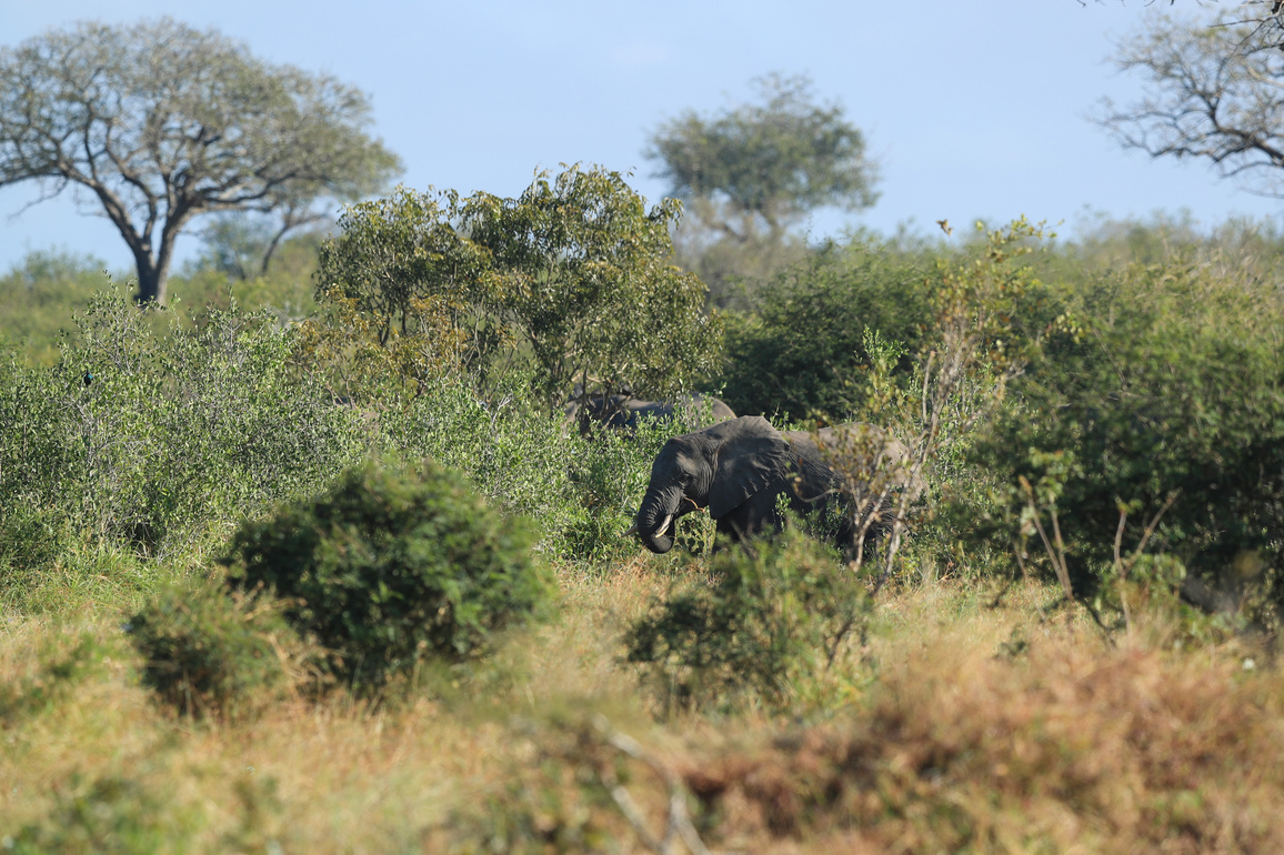 SOUTH AFRICA-MPUMALANGA-KRUGER NATIONAL PARK-100TH ANNIVERSARY