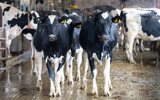 Why hoof trimming technique in pre-calving dairy heifers matters 