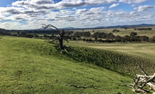  Navarre is growing its Stawell mineralisation.