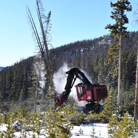 Mandate in Big Beautiful Bill will double timber Forest Service sells (Opinion)