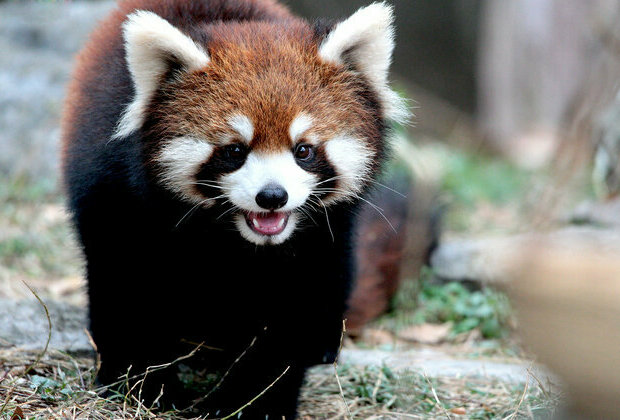 Playful red pandas delight visitors at Shanghai Zoo