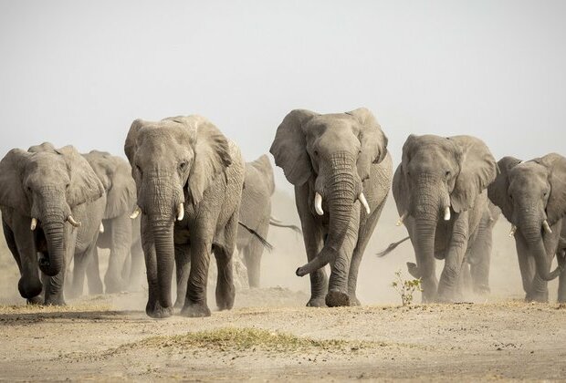 Botswana threatens to deport 20,000 elephants to Germany