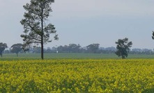  A ban on GM crops in NSW is set to end in July. Picture Mark Saunders.