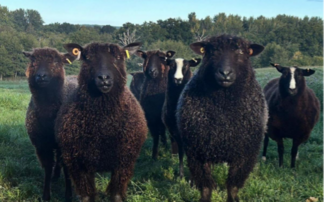 Woolly winner revealed as British Wool's 'Sheep of the Year' 2025