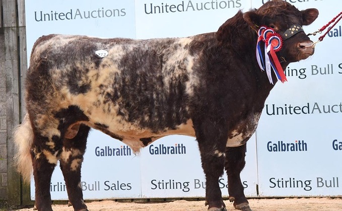 STIRLING BULL SALES: Beef Shorthorns sell to 20,000gns twice