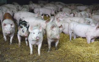 13 faces elected to new look Pig Industry Group