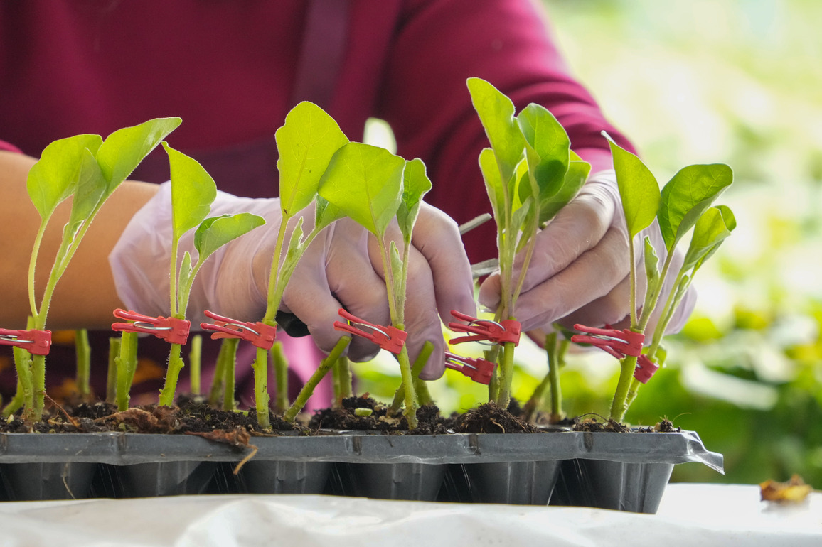 CHINA-SHANDONG-SHENXIAN-GREENHOUSE-VEGETABLE-GRAFTING (CN)