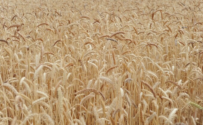 Oak Farm population of wheat
