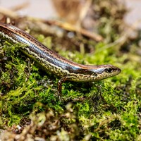 CHINA-TAIWAN-TAIPEI-NEW SPECIES-LIZARD (CN)