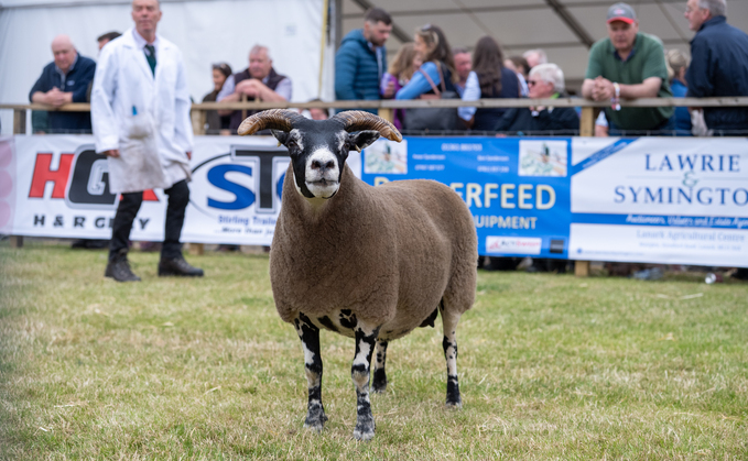 Blackface ewe triumphs for third time at Royal Highland Show