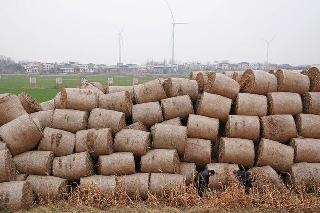 From waste into wealth: Chinese scientists find new way to turn straw into super-materials