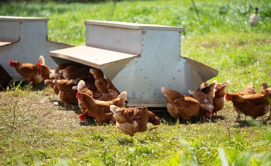 H5 bird flu has been detected in Australia. 