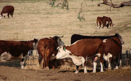 As conditions dry, graziers can use various tools to decide whether to destock, feed or agist livestock.