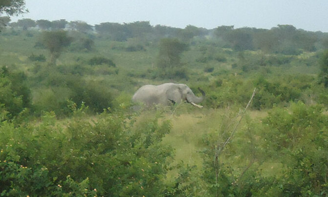 White elephants sighted in Queen Elizabeth National Park White elephants sighted in Queen Elizabeth National Park