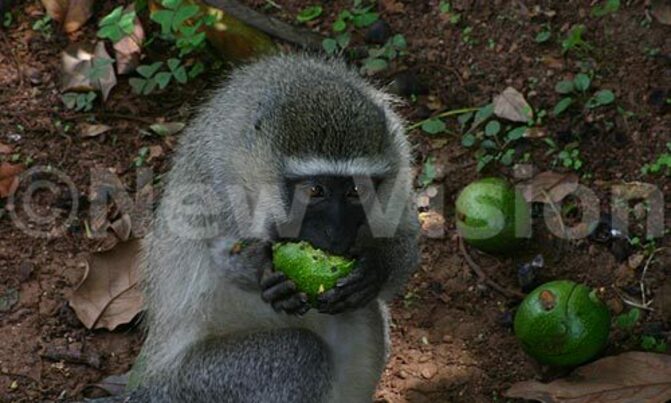 Monkey study dampens hopes for AIDS cure Monkey study dampens hopes for AIDS cure