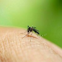 What is chikungunya virus, and should we be worried about it in Australia?