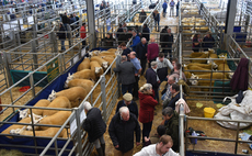 Texels hit 4,500gns at Welshpool multi-breed sale 