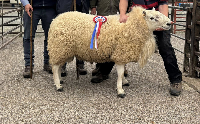 A yearling ram from G. Davies’s Panglas flock, Trecastle, which sold for 21,000gns